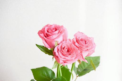 ピンクのばら ピンクのばらの写真