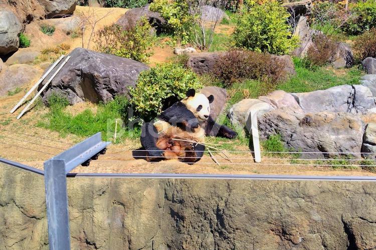 ジャイアントパンダ 上野動物園,パンダ,ジャイアントパンダの写真素材