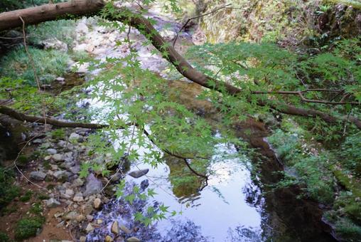 モミジ モミジ,川,葉の写真素材