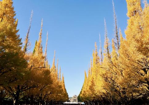 明治神宮外苑イチョウ並木 明治神宮,外苑,イチョウの写真素材