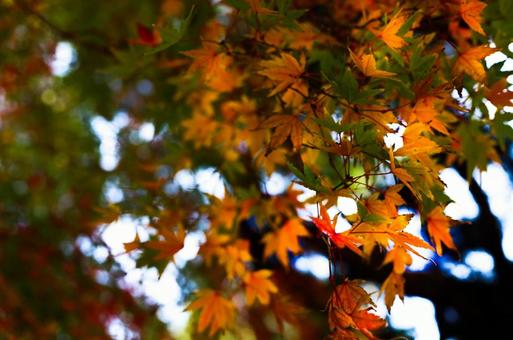 紅葉 紅葉の写真