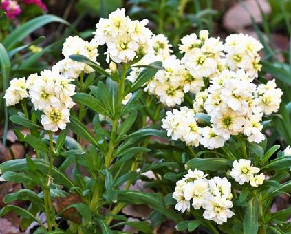 白い花 白い花 自然,花,植物の写真素材