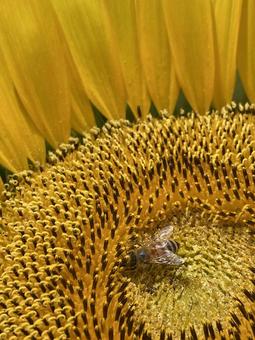 夏の晴天に映えるひまわりの花と蜂 夏の晴天に映えるひまわりの花と蜂の写真