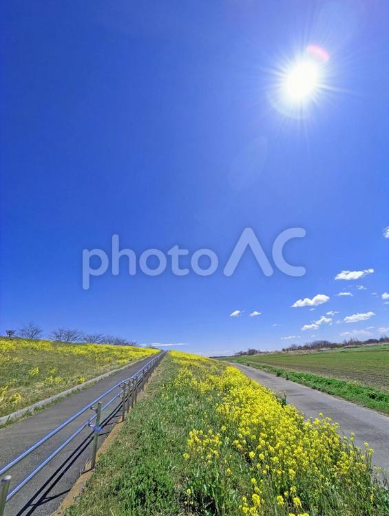 菜の花とサイクリングロード 空,青空,菜の花の写真素材