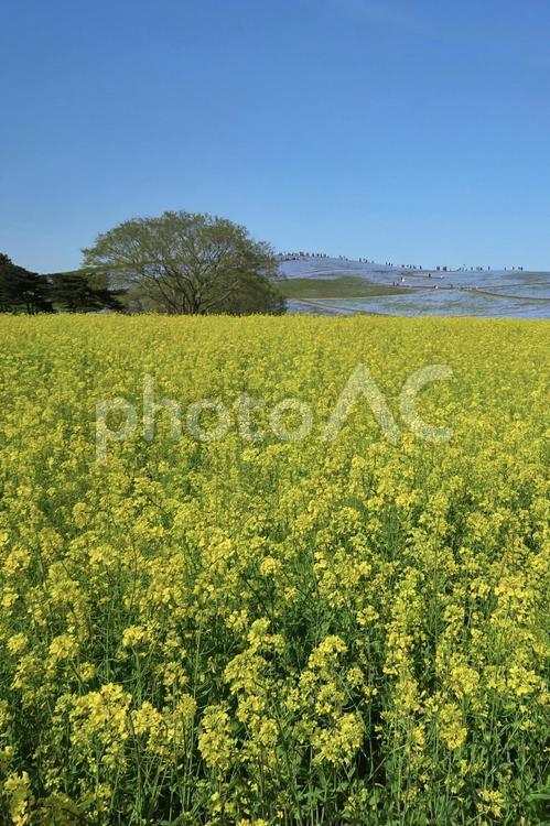 青空の下広がる菜の花畑 春,空,菜の花の写真素材