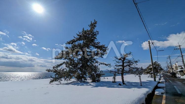 雪と松の木 雪,雪景色,高島市の写真素材