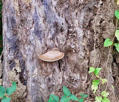 切り倒された老木で成長する猿の腰掛 猿の腰掛,キノコ,老木の写真素材