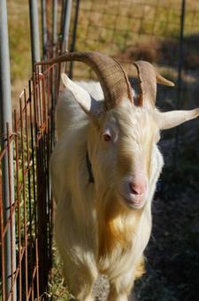 Look here White goat, JPG Look here White goat, JPG