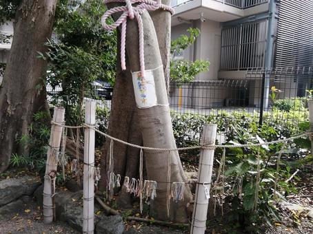 伊和志津神社 縁結びの木 伊和志津神社 縁結びの木の写真