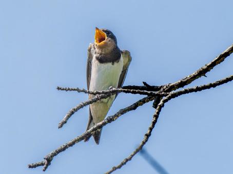 枝にとまるツバメ ツバメ,燕,野鳥の写真素材
