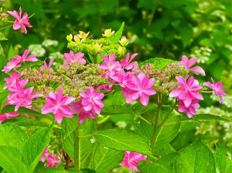 Pink Hydrangea 2, JPG Pink Hydrangea 2, JPG