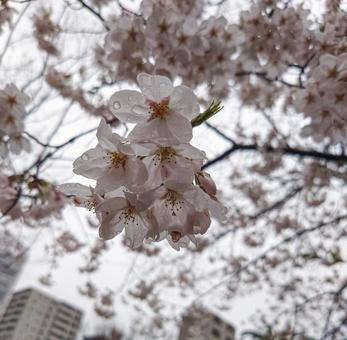 桜の雨の写真