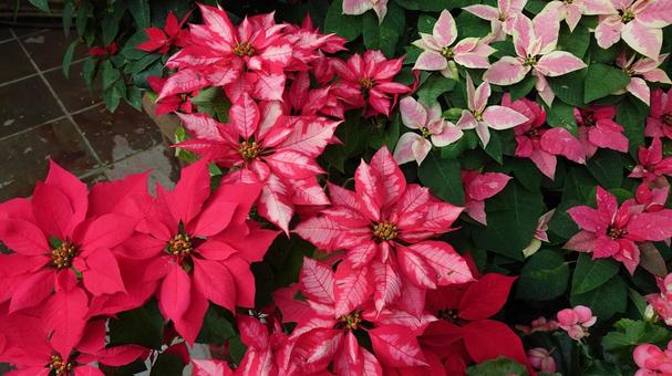 Photo, poinsettia, flower, multicolored, 