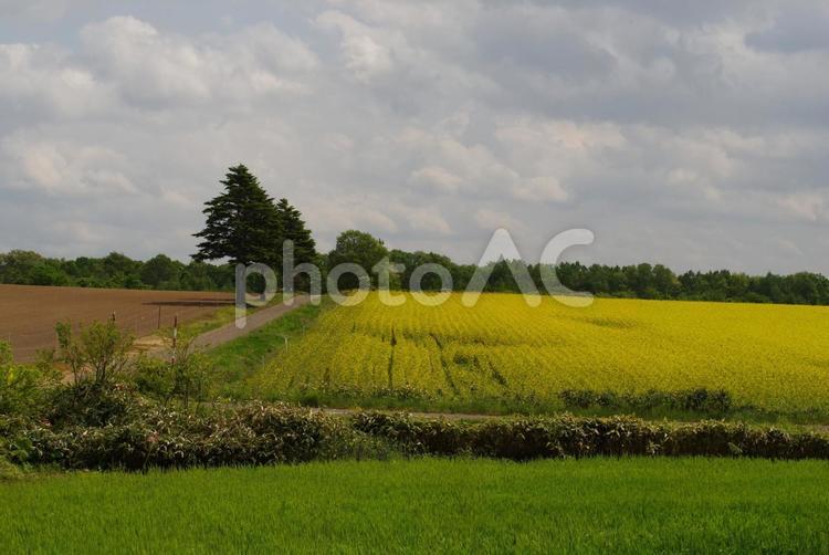菜の花畑 菜の花,花,春の写真素材