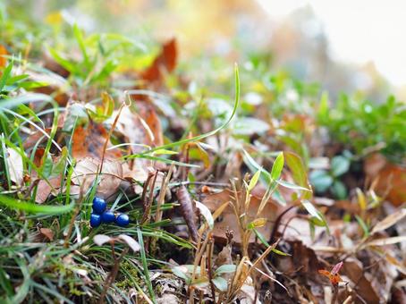 秋の枯れ草とリュウノヒゲ 秋の枯れ草とリュウノヒゲ 自然,植物,秋の写真素材