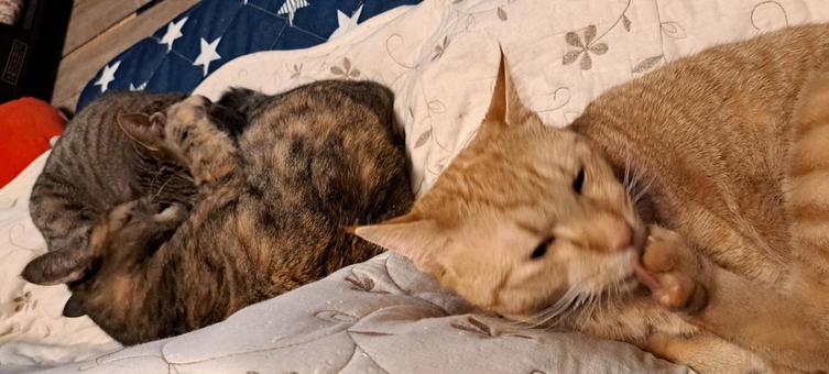 猫ちゃん、くつろぎ ネコ,保護猫,ペットの写真素材