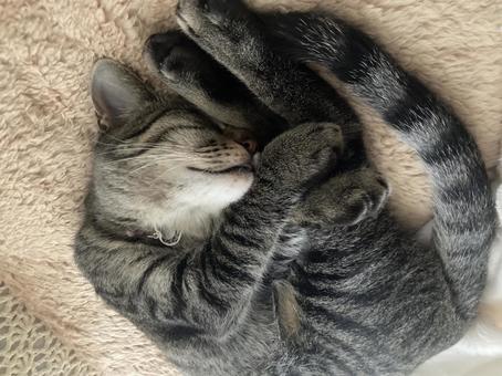 猫 猫の写真