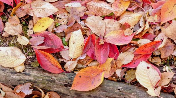秋が落ちてる 秋が落ちてる 紅葉,葉,秋の写真素材