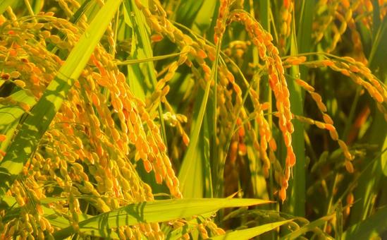 稲 米,稲,稲穂の写真素材