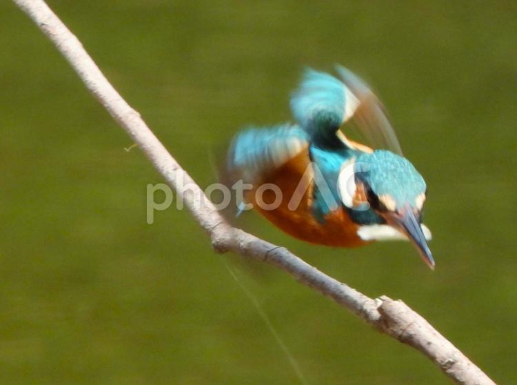 水面に立つ枯れ枝から飛ぶカワセミ カワセミ,鳥,鳥類の写真素材