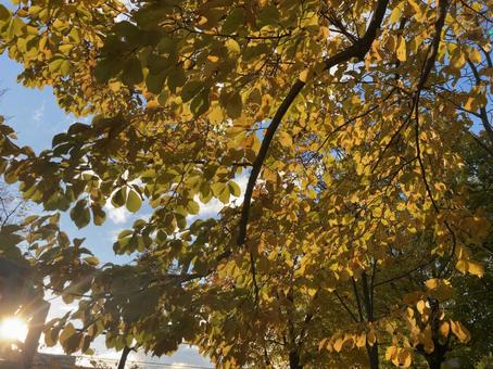 黄色い葉っぱ 黄色い葉っぱ 葉,葉っぱ,紅葉の写真素材