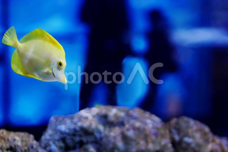 水槽の魚と人物シルエット 水族館,レジャー,熱帯魚の写真素材