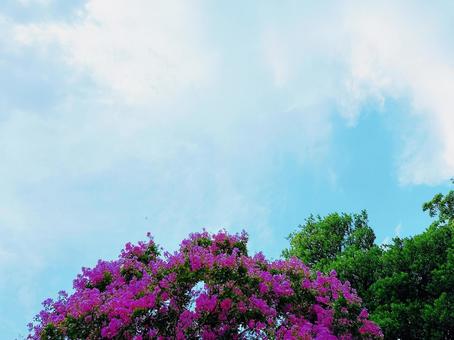 サルスベリの花と青空 サルスベリの花と青空の写真