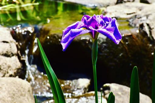 小川の紫色の菖蒲 小川の紫色の菖蒲 菖蒲,紫色,小川の写真素材