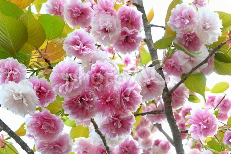 白とピンクの八重桜 八重桜,桜,ピンクの写真素材
