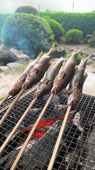 鮎 鮎 田舎,鮎,川魚の写真素材