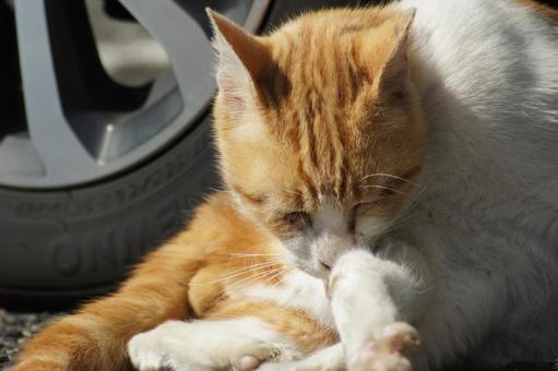 cat, JPG