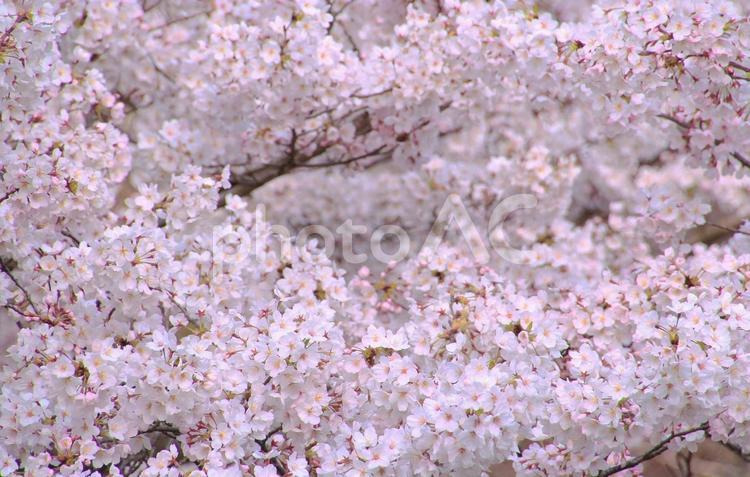桜の花の背景素材 桜,花,ピンクの写真素材