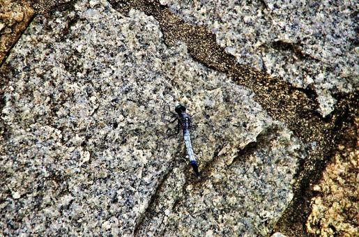 A white-tailed skimmer resting on a stone wall, JPG