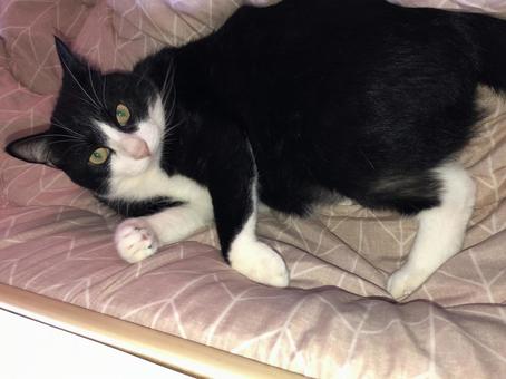 構える猫 構える猫の写真