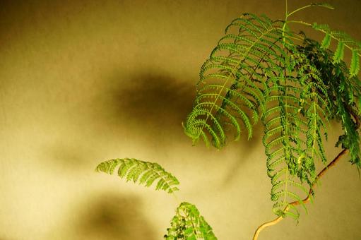 ジャカランタの葉っぱ ジャカランタの葉っぱ ジャカランタ,葉っぱ,植物の写真素材