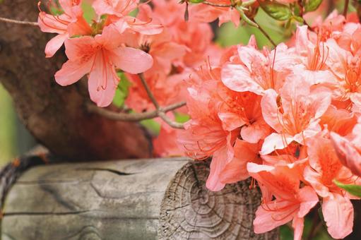 満開のつつじ 満開のつつじ つつじ,花のアップ,花の写真素材