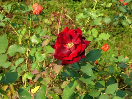 バラ園に咲く赤いバラの花 バラ,花,植物の写真素材
