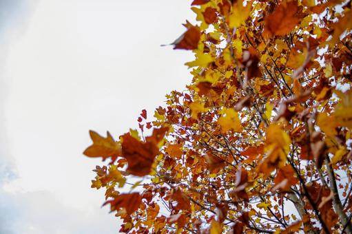 Autumn leaves shining against the autumn sky, JPG