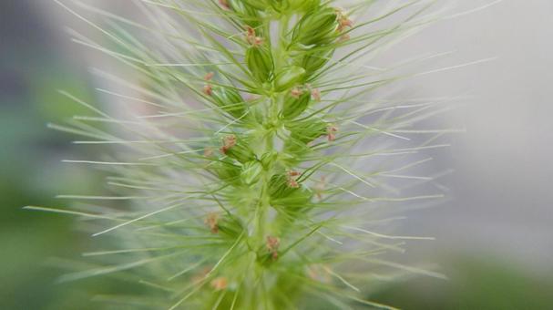 猫じゃらしの写真