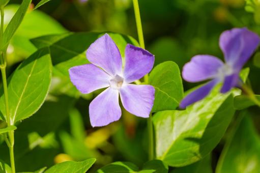 日差しを浴びる蔓日日草 日差しを浴びる蔓日日草 蔓日日草,花,植物の写真素材