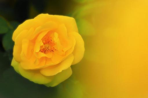 開花した秋咲きの美しいイエローフラワー 植物,花,薔薇の写真素材