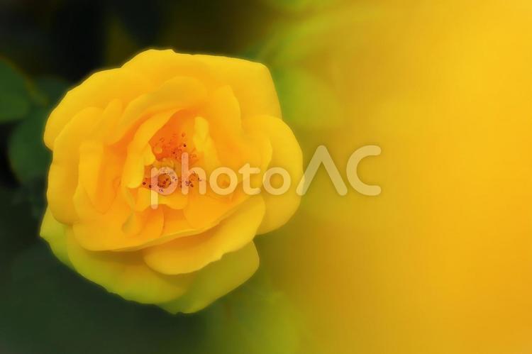 開花した秋咲きの美しいイエローフラワー 植物,花,薔薇の写真素材