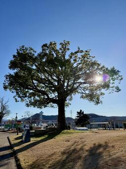 冬の武生中央公園　西日を抱えた大木 西日,太陽,木の実の写真素材