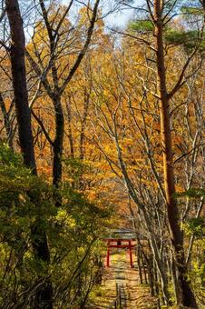 晩秋の長老神社⑺ 晩秋,紅葉,神社の写真素材