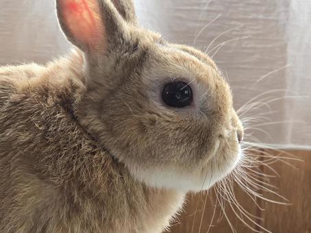 ウサギ　横顔 うさぎ,ウサギ,草食動物の写真素材