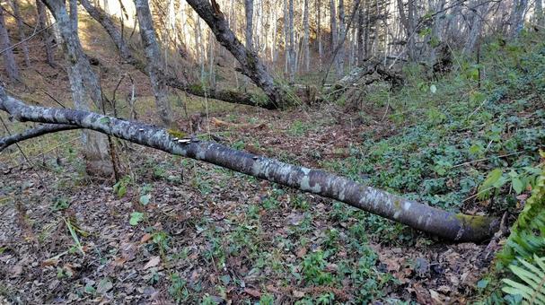 森林の倒木 森林,木,倒木の写真素材