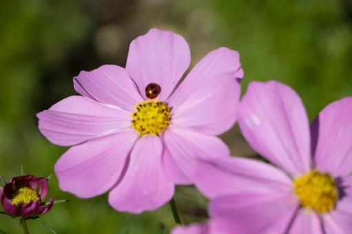 コスモス てんとう虫 コスモス,テントウムシ,花の写真素材