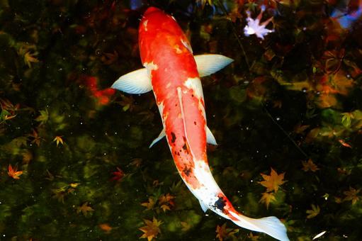 秋の池を泳ぐ赤い錦鯉 秋の池を泳ぐ赤い錦鯉 錦鯉,鯉,魚の写真素材