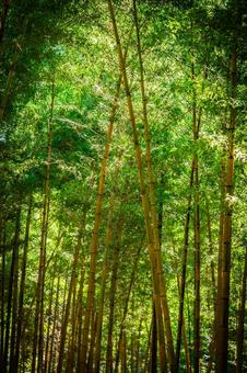 栃木県　竹林 栃木,栃木県,宇都宮市の写真素材