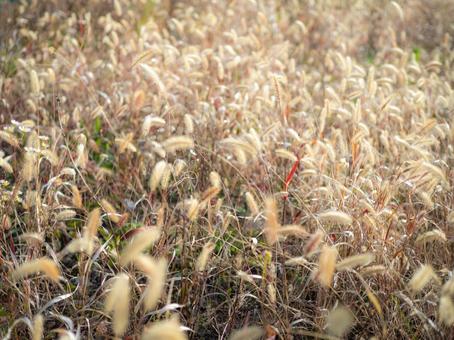 ふわふわのねこじゃらしの写真